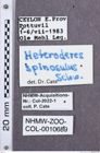 Etikette zu Heteroderes spinosulus (NHMW-ZOO-COL-0010689)